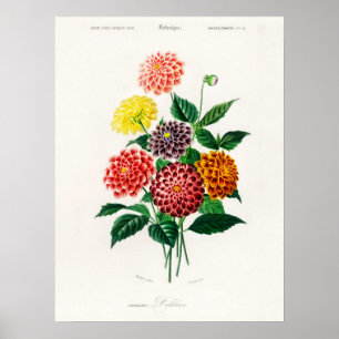 Poster Dahlia Charles Dessalines D'Orbigny Livre Vintage
