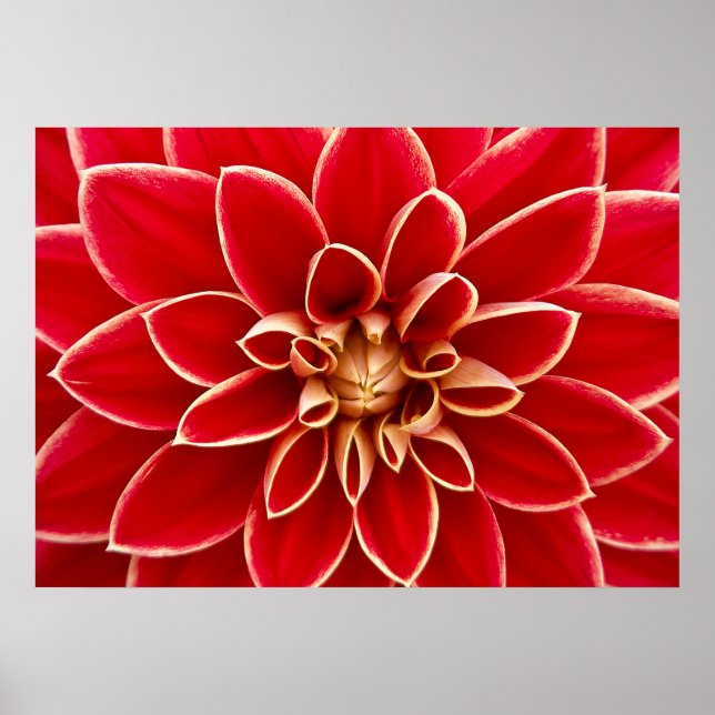 Poster Dahlia Closeup (Devant)
