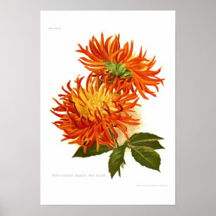 Poster Dahlia de cactus