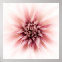 Dahlia Dream