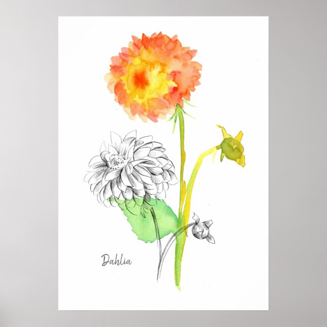 Poster Dahlia Flower Plante Dessin Botanique Floriographi (Devant)