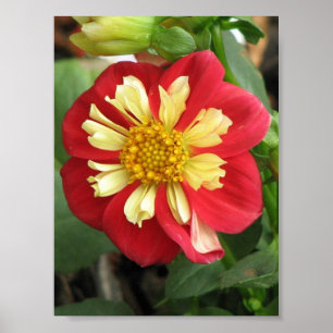 Poster Dahlia Goldalia Scarlet