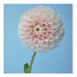 Poster Dahlia pompom on blue background