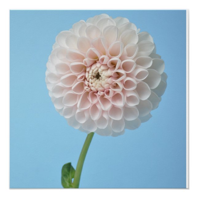 Poster Dahlia pompom on blue background (Devant)