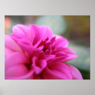 Poster Dahlia rose chaud