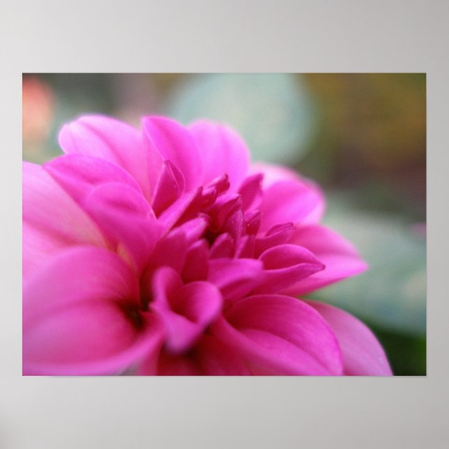 Poster Dahlia rose chaud (Devant)