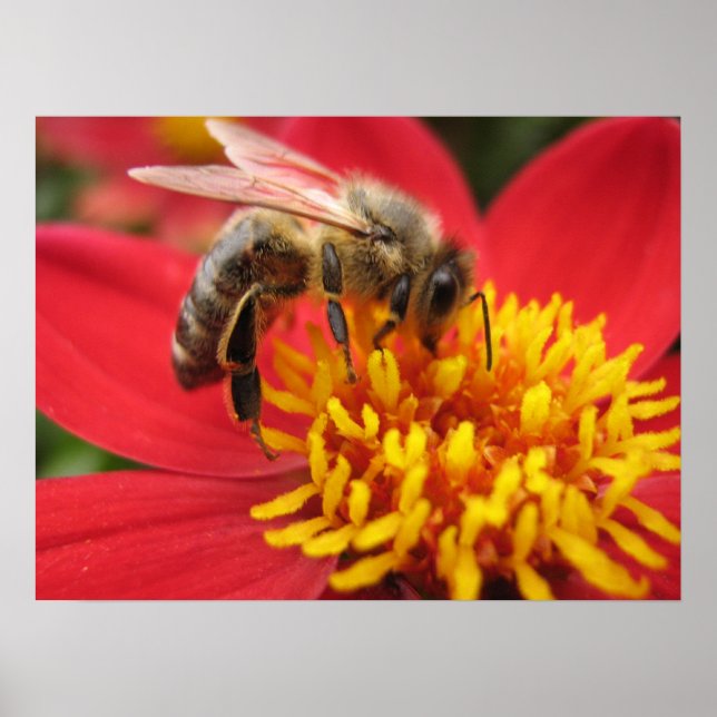 Poster Dahlia (rouge) (Devant)