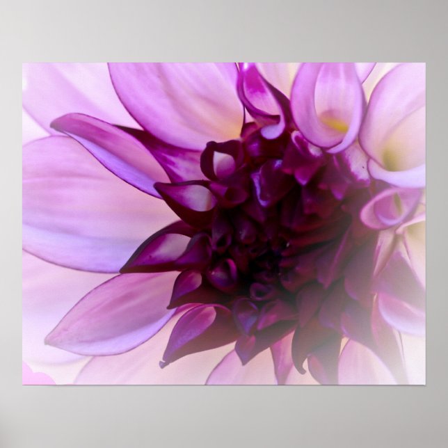 Poster Dahlia violet (Devant)