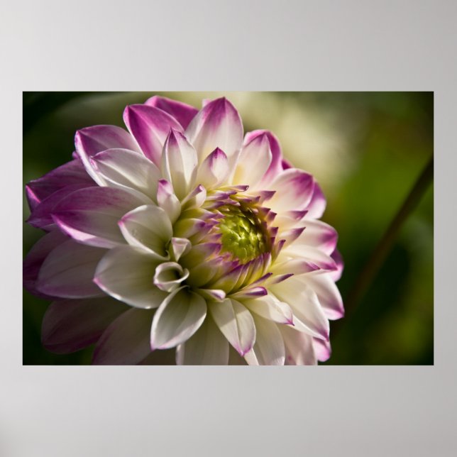 Poster Dahlia violet et blanche (Devant)