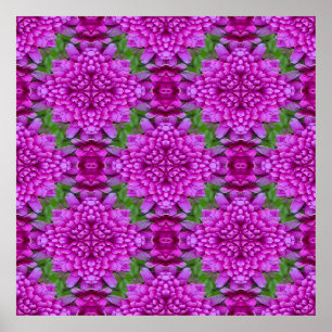 Poster Dahlias....