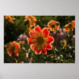 Poster Dahlias, dahlia farm, Canby, Oregon, USA 2