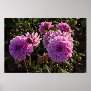 Poster Dahlies, ferme de dahlias, Canby, Oregon, USA 5