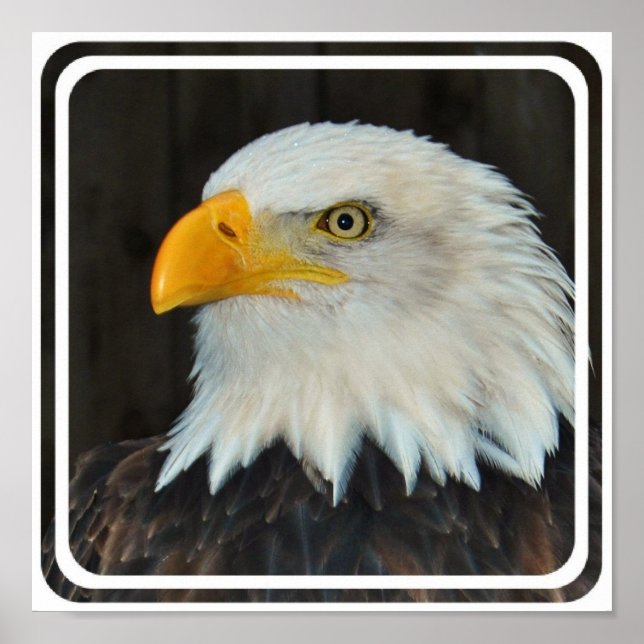 Poster d'aigle Head (Devant)