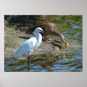 Poster d'Aiguille gracieuse et de canard