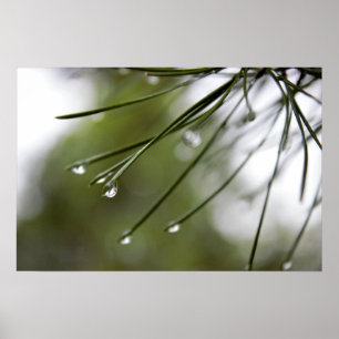 Poster d'aiguilles de pin avec Raindrops
