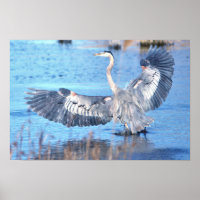 Poster d'ailes Grand Héron Bleu