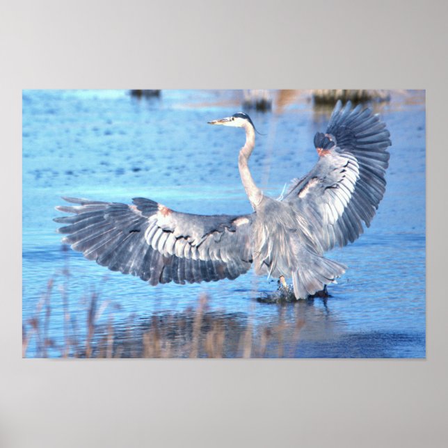 Poster d'ailes Grand Héron Bleu (Devant)