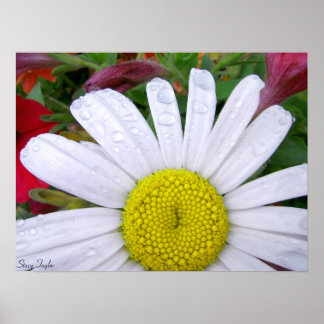 Poster Daisée trempée 5