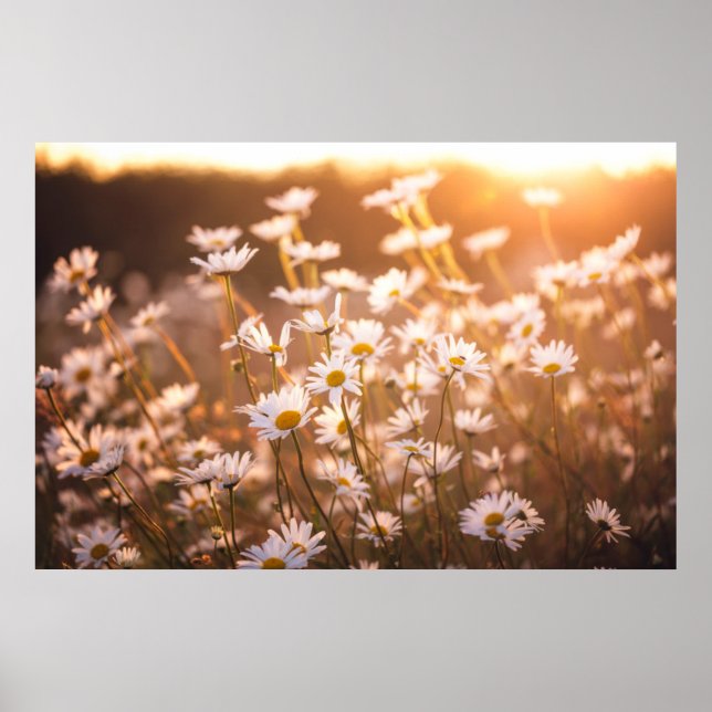Poster Daisées oculaires du coucher de soleil (Devant)