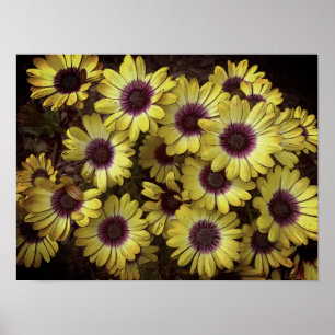 Poster - Daisies