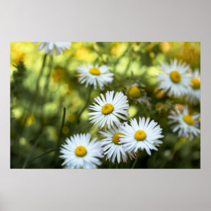 Poster Daisies Flower Floral Nature Photography