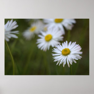 Poster Daisies Flower Floral Nature Photography