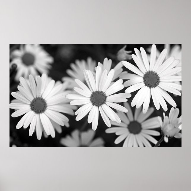 Poster Daisy (Devant)