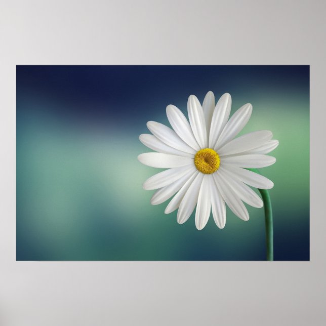 Poster Daisy (Devant)