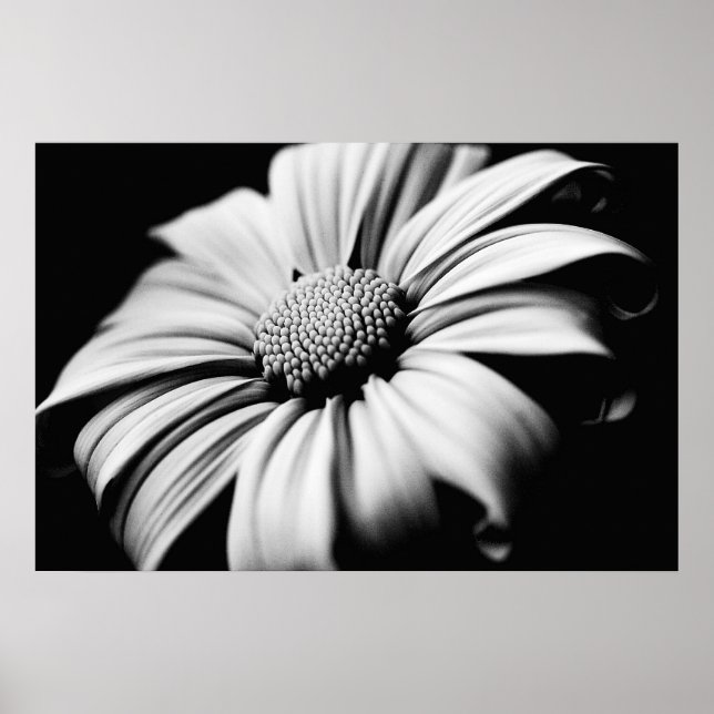 Poster Daisy (Devant)