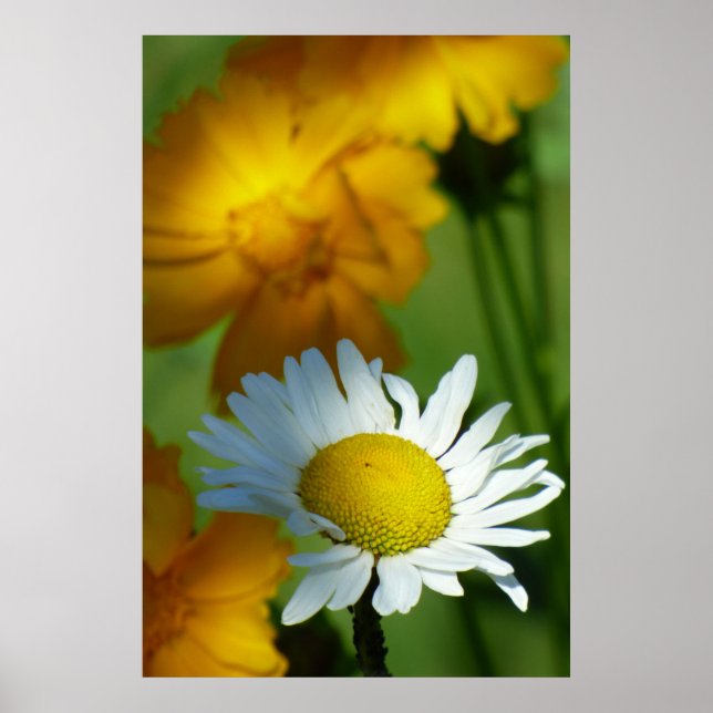 Poster Daisy Chamomile Fleur Floral Tournesol Lover Cadea (Devant)