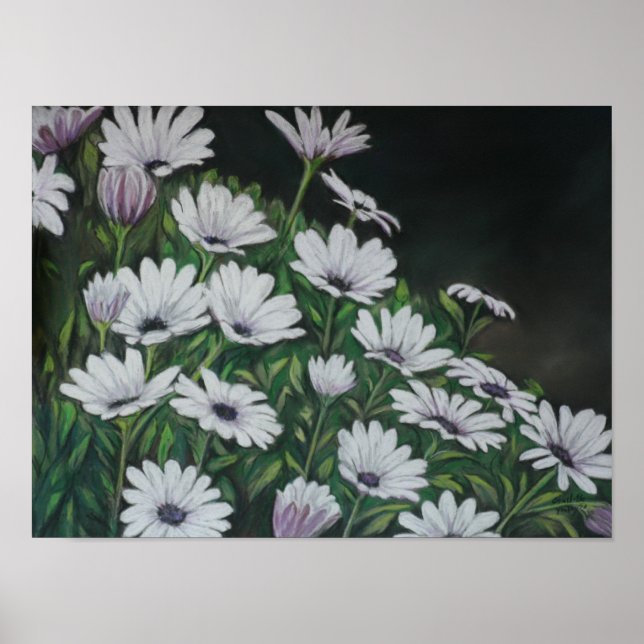 Poster Daisy Chrysanthemum (Devant)