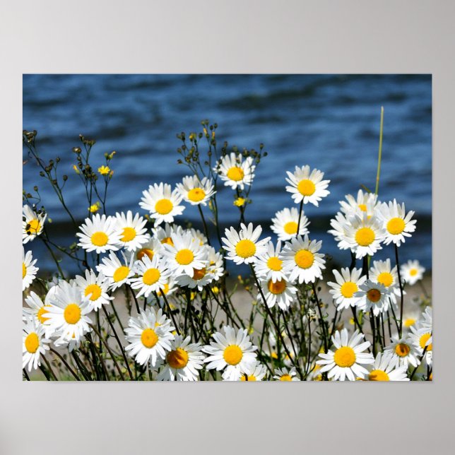Poster Daisy-Daisy (Devant)