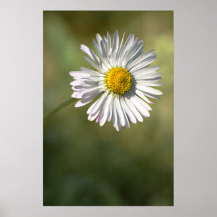 Poster Daisy Floral Nature Photography