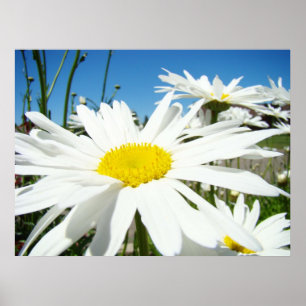 Poster Daisy Flowers estampes blanc Faisies bleu ciel