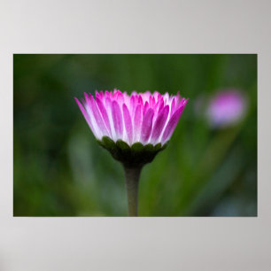 Poster Daisy Photography