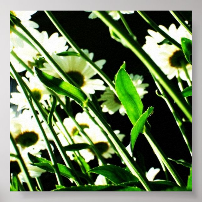 Poster Daisy Stems (Devant)