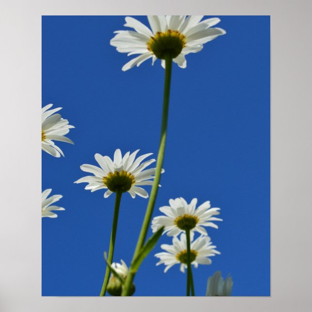 Poster Daisy Stems Blue Sky Photo (Devant)