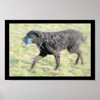 Poster Dakota