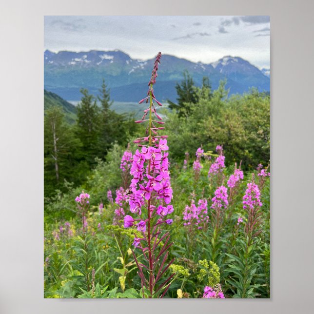 Poster d'alaskan (Devant)