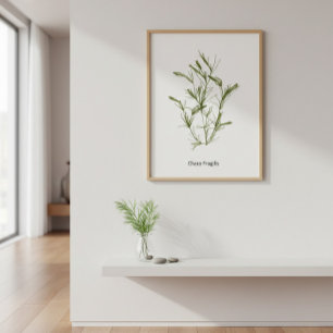 Poster d'algues Chara fragilis