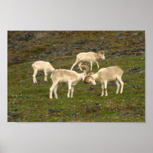 Poster Dall Sheep
