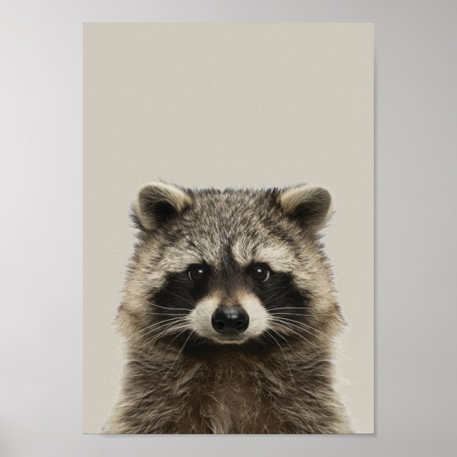 Poster d'allaitement pour bébés animaux - Racoon (Devant)