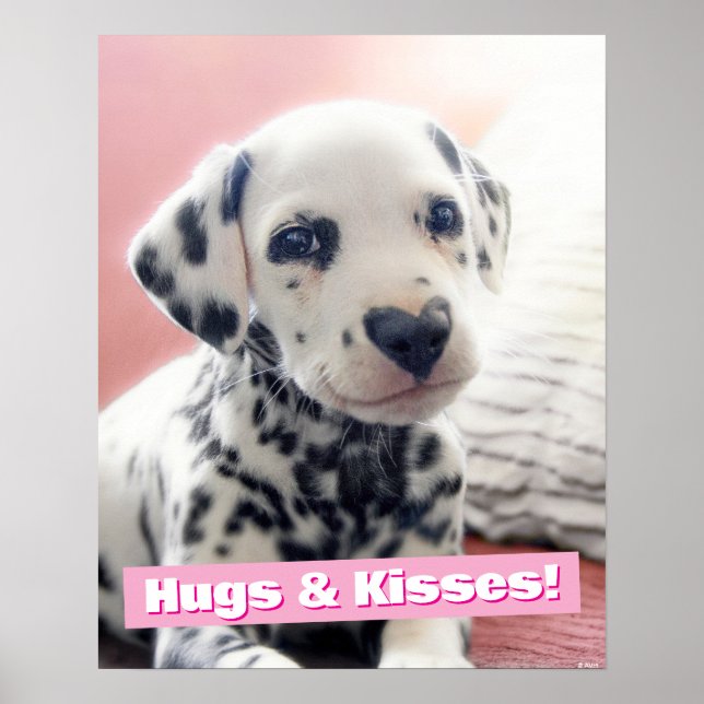 Poster Dalmatien Nez de Coeur (Devant)