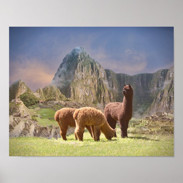 Poster d'Alpaca (Devant)