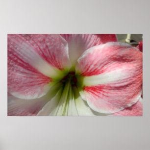 Poster d'Amaryllis