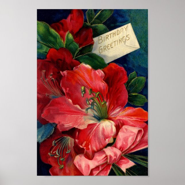 Poster d'Amaryllis (Devant)