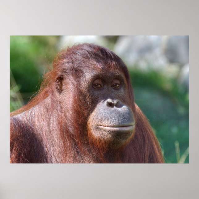 Poster Dame Orangoutan (Devant)