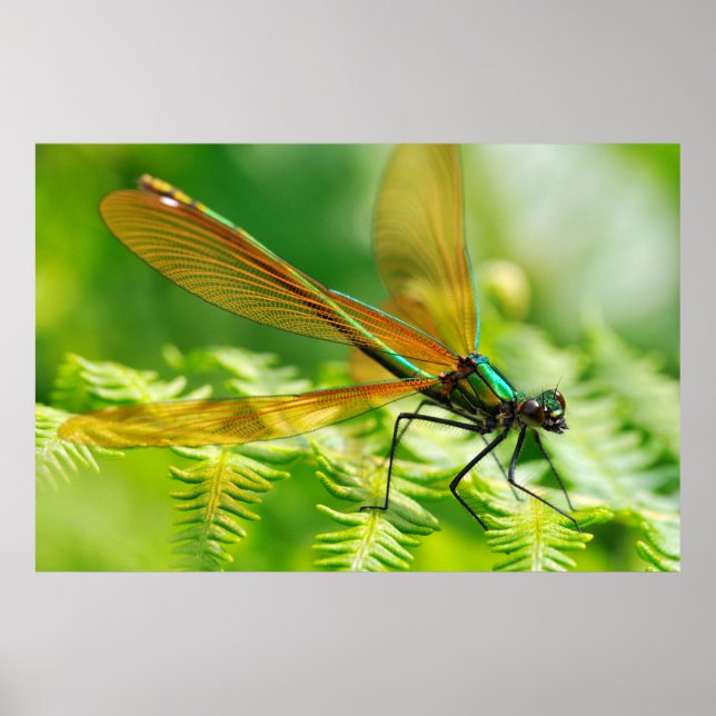 Poster Damselfly en fougère (Devant)