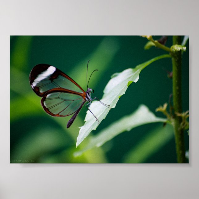Poster Dana Print (Devant)
