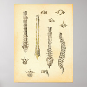 Poster d'anatomie de la colonne vertébrale Chiropr